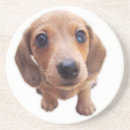 Recherche de teckel dessous de verres Doxie