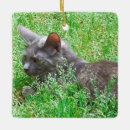 Recherche de chat gris ornements Beau