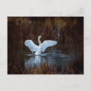 Recherche de cygne cartes postales Lac
