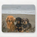 Recherche de teckels tapis souris Doxie