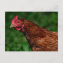 Recherche de poules cartes postales Animal de ferme