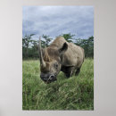 Recherche de rhinocéros noir posters Afrique