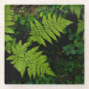 Recherche de vert fougère de dessous de verres Forêt
