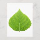 Recherche de arbre peuplier cartes postales Nature