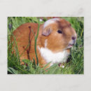 Zoek naar cavia briefkaarten Varken