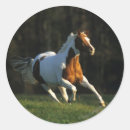 Recherche de paint autocollants Cheval