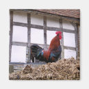 Recherche de rooster magnets Fermes