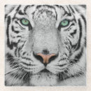 Recherche de tigre blanc dessous de verres Yeux