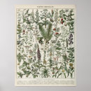 Zoek naar botanische druk posters Antiek