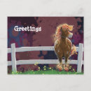 Recherche de cheval humoristique cartes postales Mignon