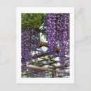 Recherche de glycine cartes postales Japon
