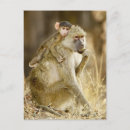 Recherche de babouin cartes postales Faune