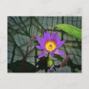 Recherche de nénuphar tropical cartes postales Lis