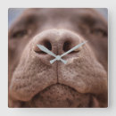 Recherche de nez horloges Chiot