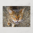 Zoek naar mooie katten briefkaarten Wild