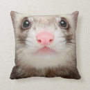 Recherche de furets coussins Animal de compagnie