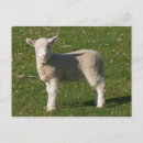 Recherche de agneau blanc cartes postales Bébé