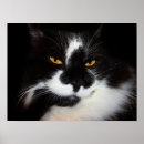 Recherche de animal puma posters Félin