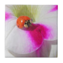 Recherche de pétunia maison deco Rouge