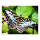 Recherche de aile bleue photographie Papillons