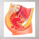 Recherche de estomac posters Fundus