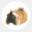 Recherche de guinée autocollants Cavy