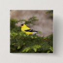 Recherche de poitrine badges Nature