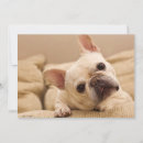 Recherche de bulldog remerciements cartes Jeune animal