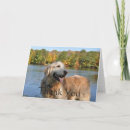 Zoek naar golden retriever kaarten Gouden
