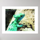 Recherche de basilic posters Animaux