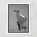 Recherche de colibri mignon cartes postales Animaux