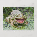 Recherche de prince grenouille cartes postales Vert
