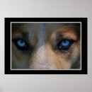 Recherche de loup bleu posters Yeux bleus