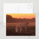 Recherche de cheval arabe cartes postales Animal