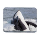 Recherche de orca magnete Alaska