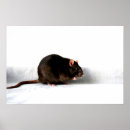 Zoek naar knaagdieren posters Huisdier