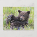 Recherche de ourson cartes postales Grizzli
