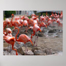 Recherche de flamant américain posters Flamingo