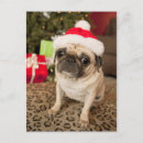 Recherche de humour de carlin cartes postales Mignon