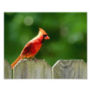 Recherche de cardinal photographie Vert