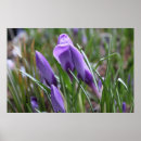 Recherche de safran posters Fleur