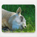 Recherche de sheep tapis souris Mouton