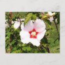 Recherche de bourgeon rose cartes postales Floral