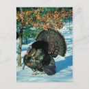 Recherche de dinde sauvage cartes postales Vacances