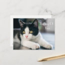 Recherche de de chaton cartes postales Chat noir et blanc