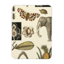 Recherche de insectes magnets Animaux