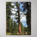 Recherche de arbres rouges posters Saison