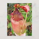 Recherche de plantes carnivores cartes postales Botanique