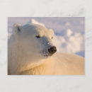 Recherche de manitoba cartes postales Animal