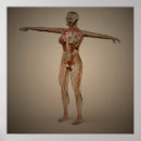 Zoek naar lumbal posters Lumbale plexus